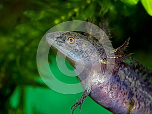 AxolotlÂ salamander, Ambystoma mexicanum, cECP 2018